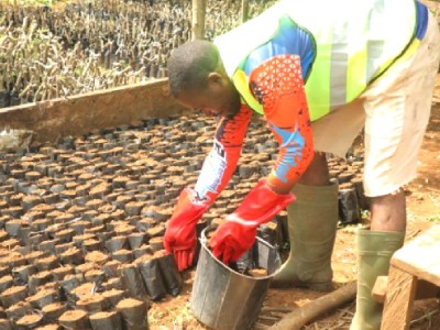 Green Canopy Initiative ( Shade Tree Project )